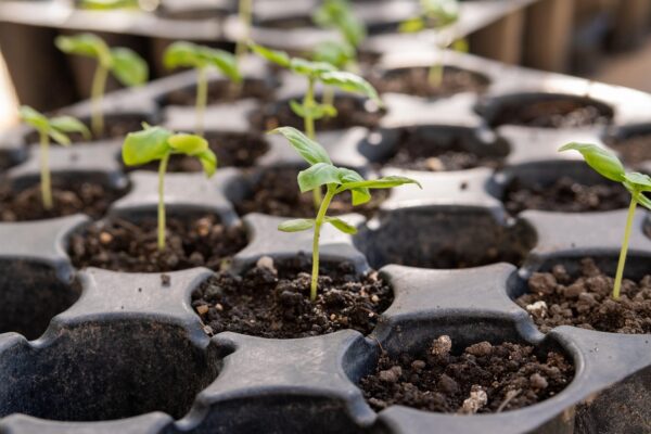 Decoding The Signals: Precise Watering For Thriving Plants