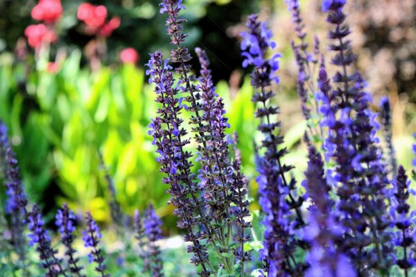 Backyard Bounty: Edible Ornamentals For Garden And Plate