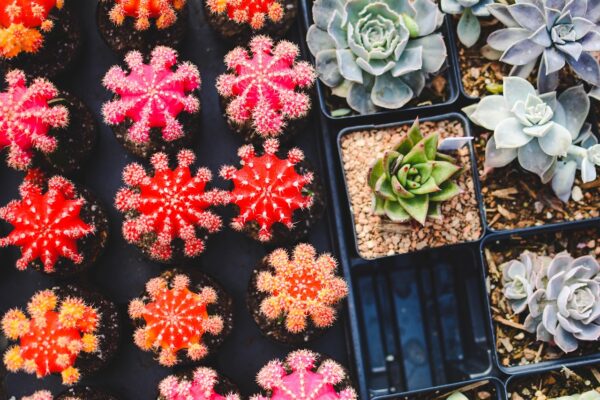 Beyond Bugs: The Future Of Urban Pest Resilience
